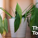 Illustration for article titled Botanists Concerned By What Returning To Work Will Do To Nation’s House Plants
